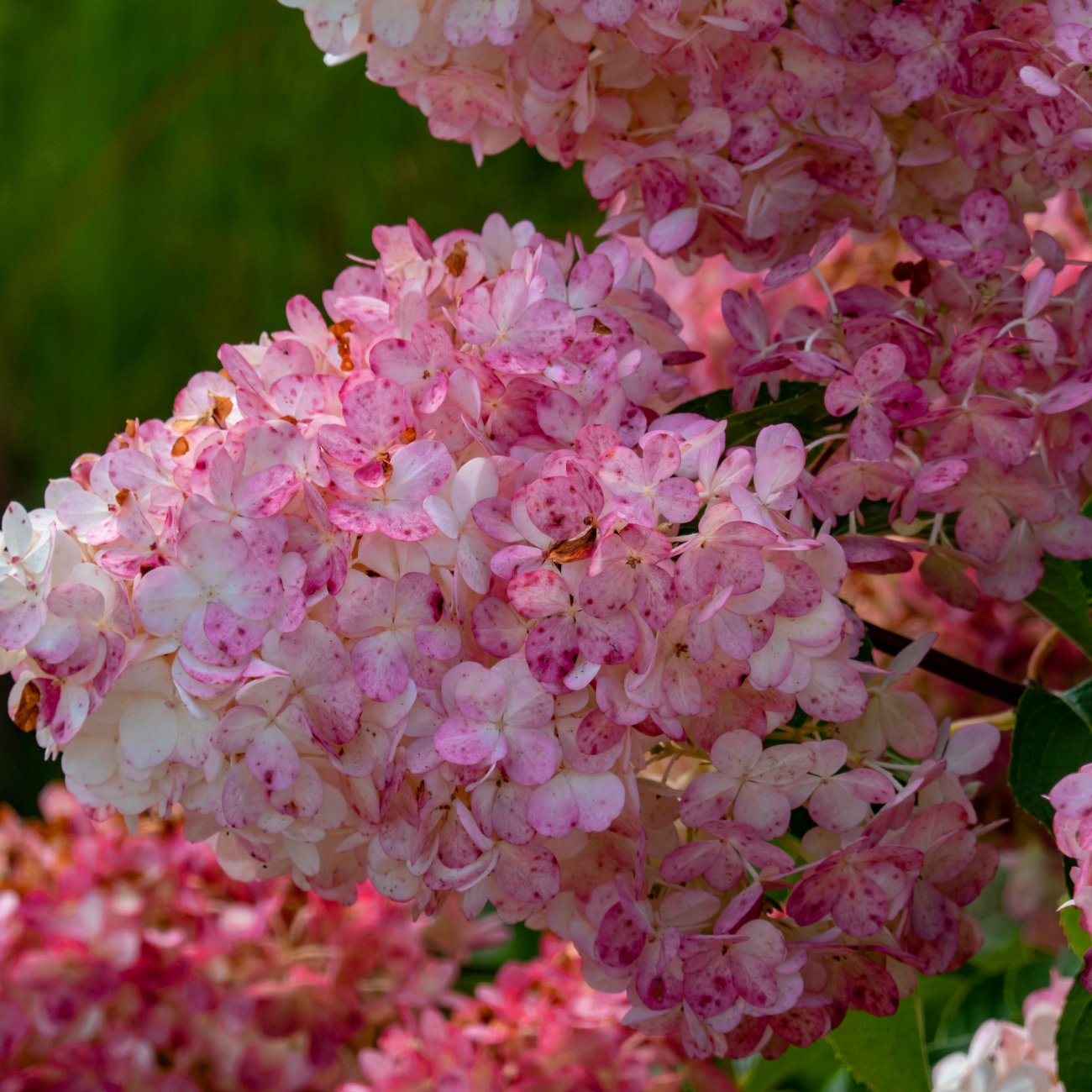 Obrázok Hortenzia metlinatá (Hydrangea paniculata) ´LIVING COLOURFUL COCTAIL®´ - výška 20-30 cm, kont. C2L